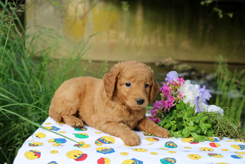Matthew B. Stoltzfus Dog Breeder Available Puppies